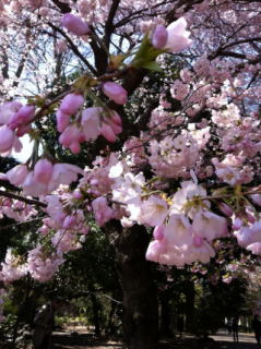 桜-4_01.JPG