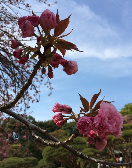 桜0412-8.jpg