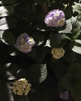 紫陽花２.jpg