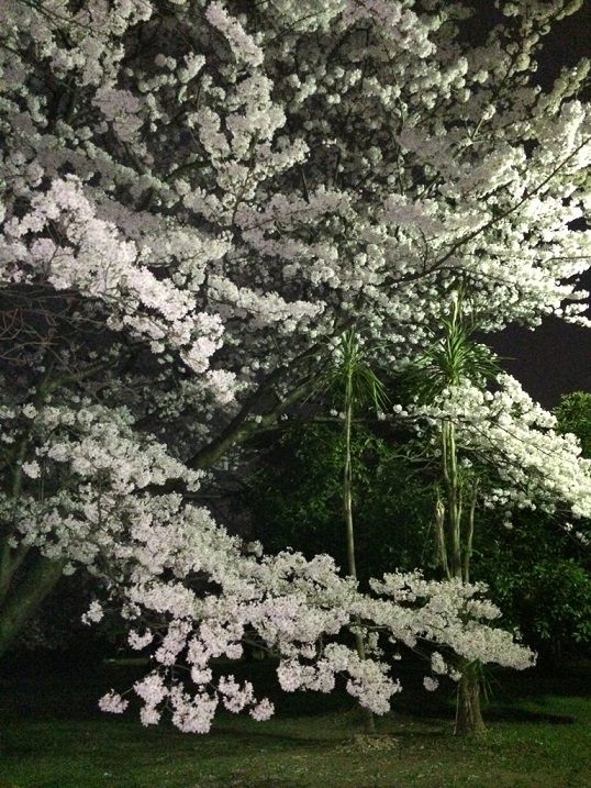 近所の桜2.jpg