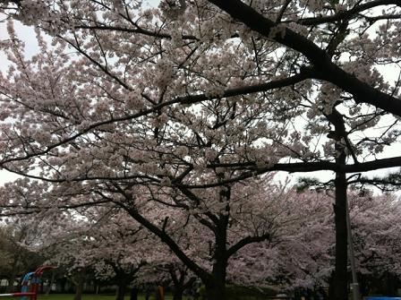 近所の桜2013-2.JPG