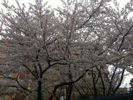 近所の桜2013-5.JPG