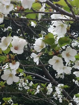 近所の桜2013-6.JPG