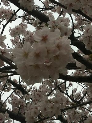 近所の桜2013-7.JPG