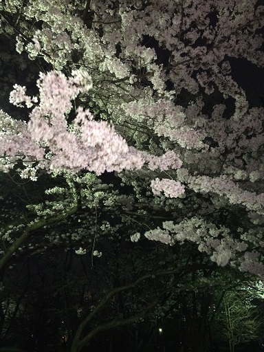 近所の桜4.jpg
