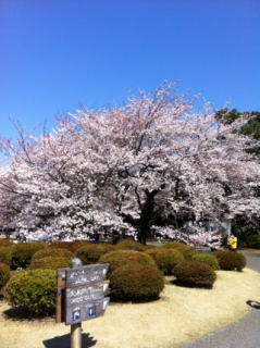 桜-14_01.JPG